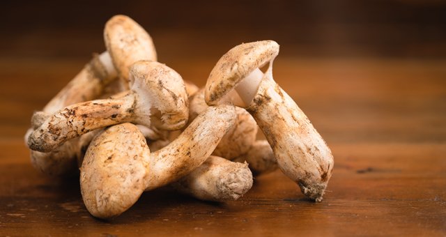 Closeup shot of mushrooms